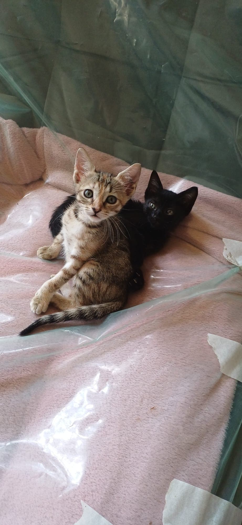 2 fetițe drăgălașe